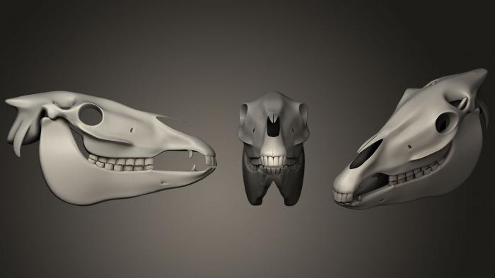 Anatomy of skeletons and skulls (ANTM_0393) 3D model for CNC machine